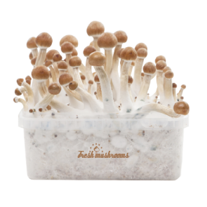Fresh Mushrooms Grow Kit B+